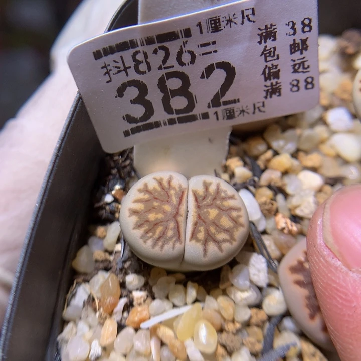 小*精品生石花826.382