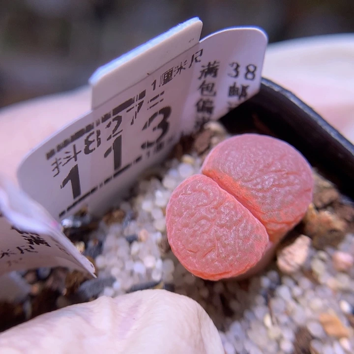 精品生石花827.113