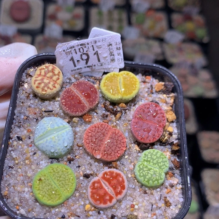 精品生石花1021.191