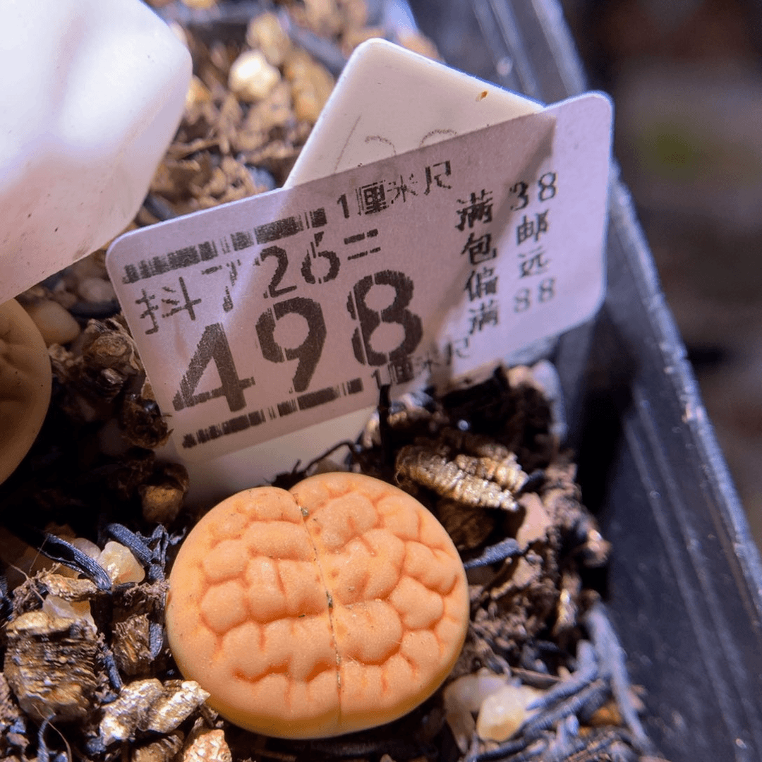 精品生石花726.498