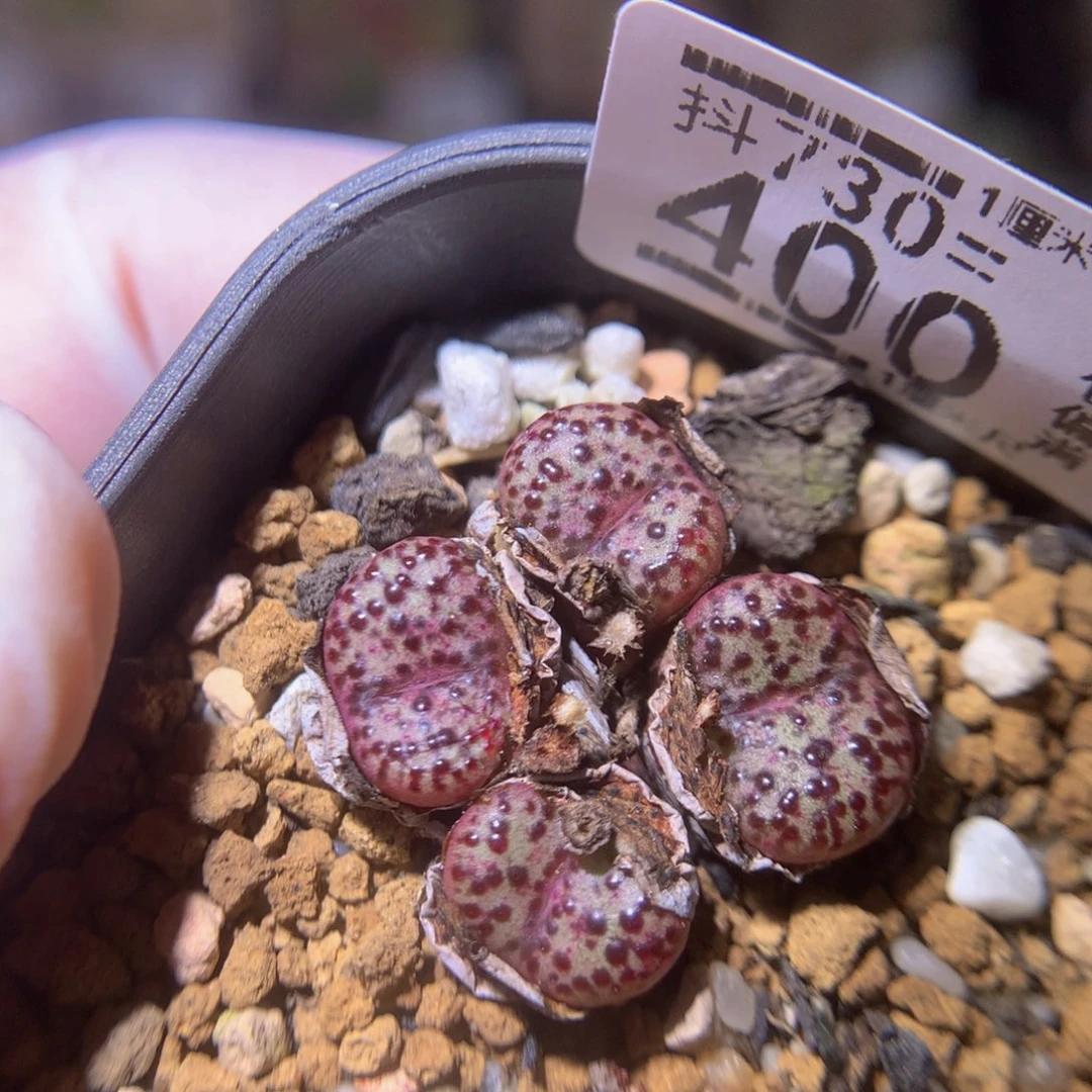 精品生石花730.400