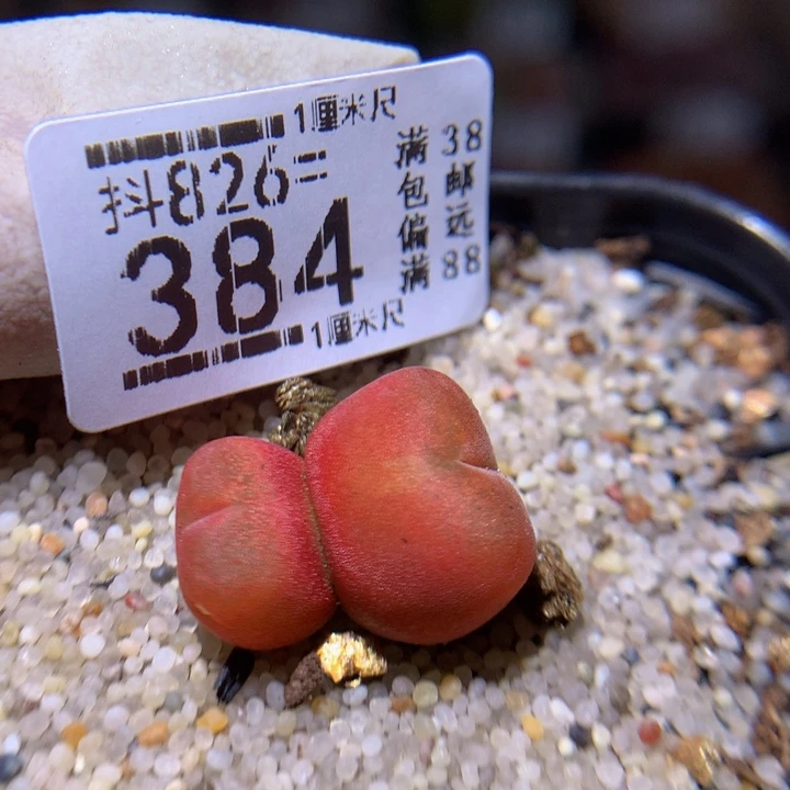 精品生石花826.384