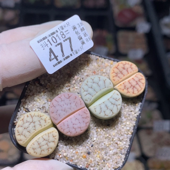 精品生石花1018.477