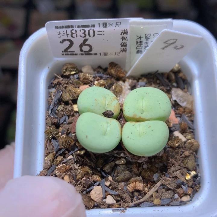 精品生石花830.26