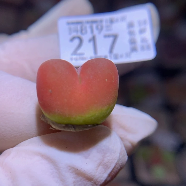 精品生石花819.217