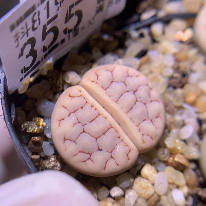 精品生石花819.355