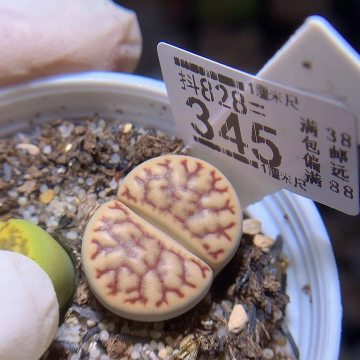 精品生石花828.345