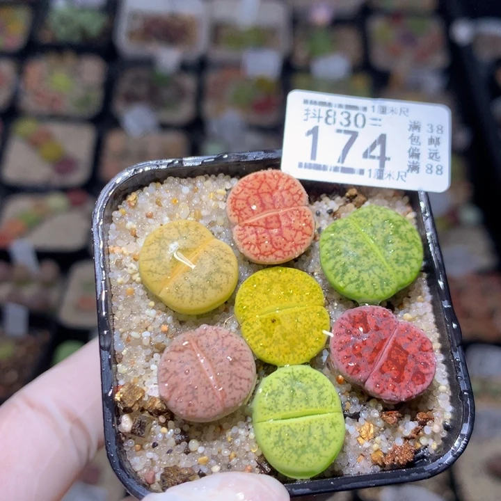 精品生石花830.174