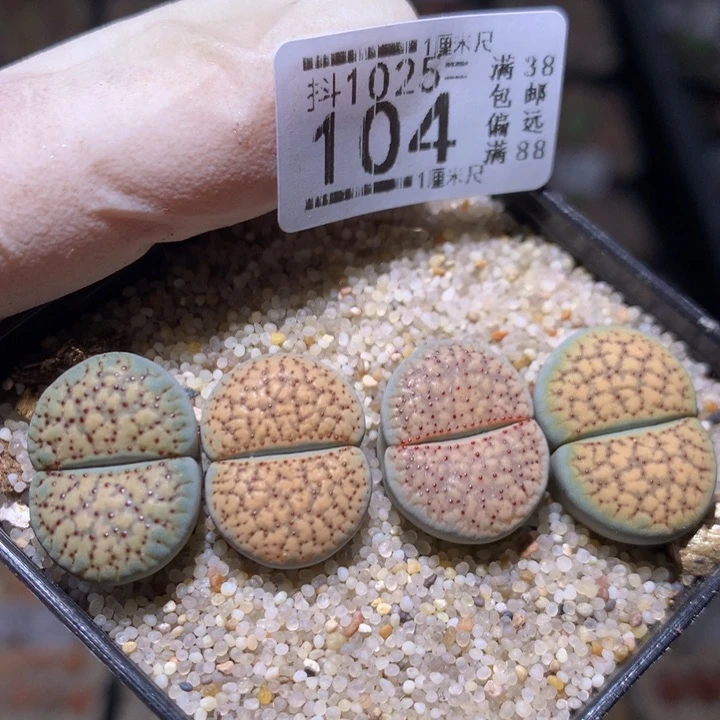 精品生石花1025.104