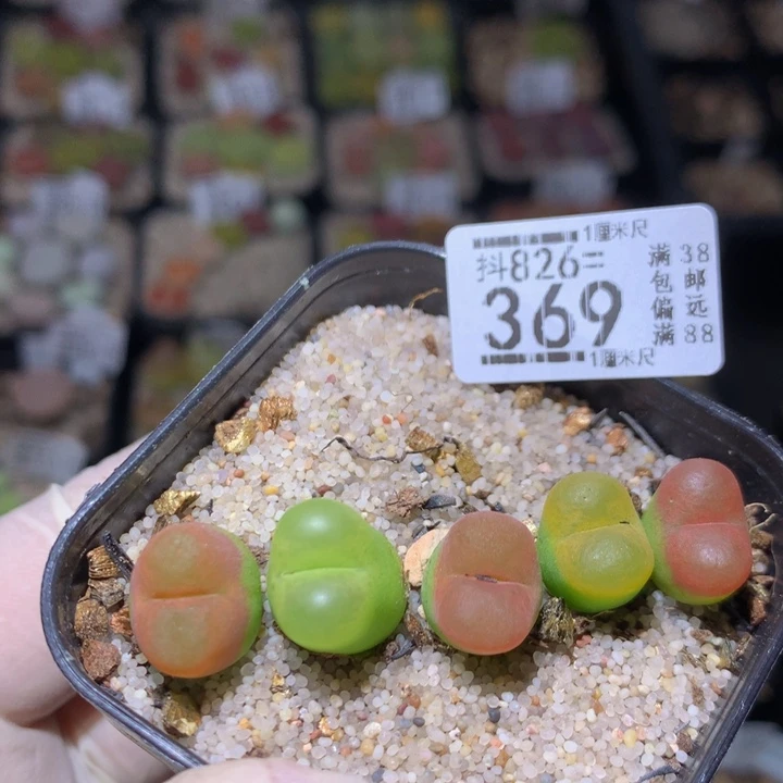 精品生石花826.369