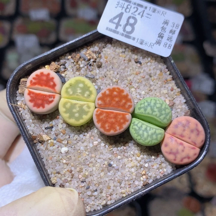 精品生气花824.48
