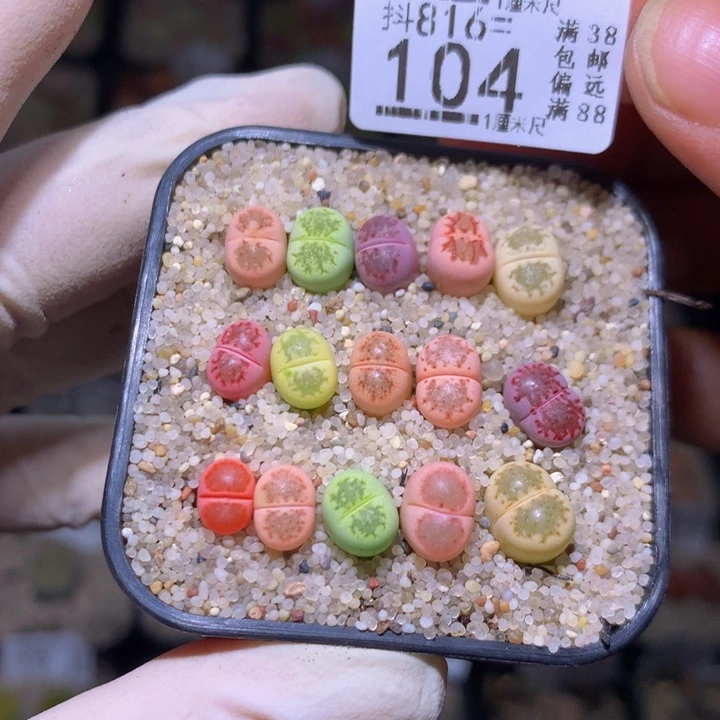 小****！ 精品生石花816.104