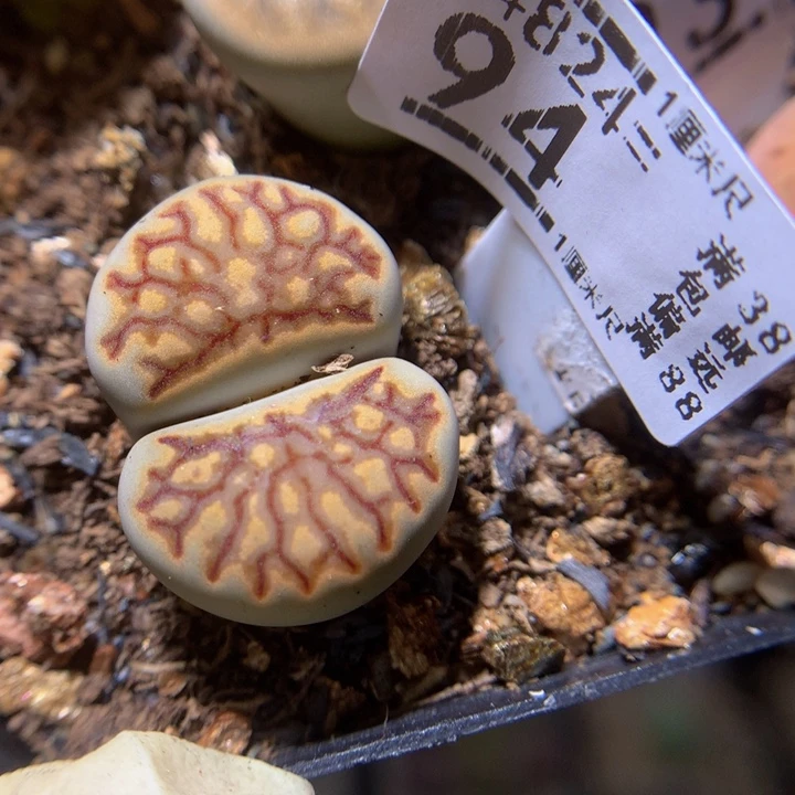 精品生石石824.94