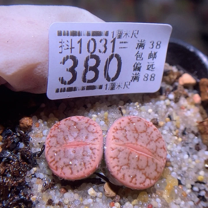 精品生石花1031.380粉曲