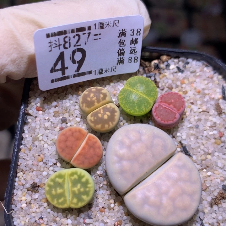 精品生石花827.49