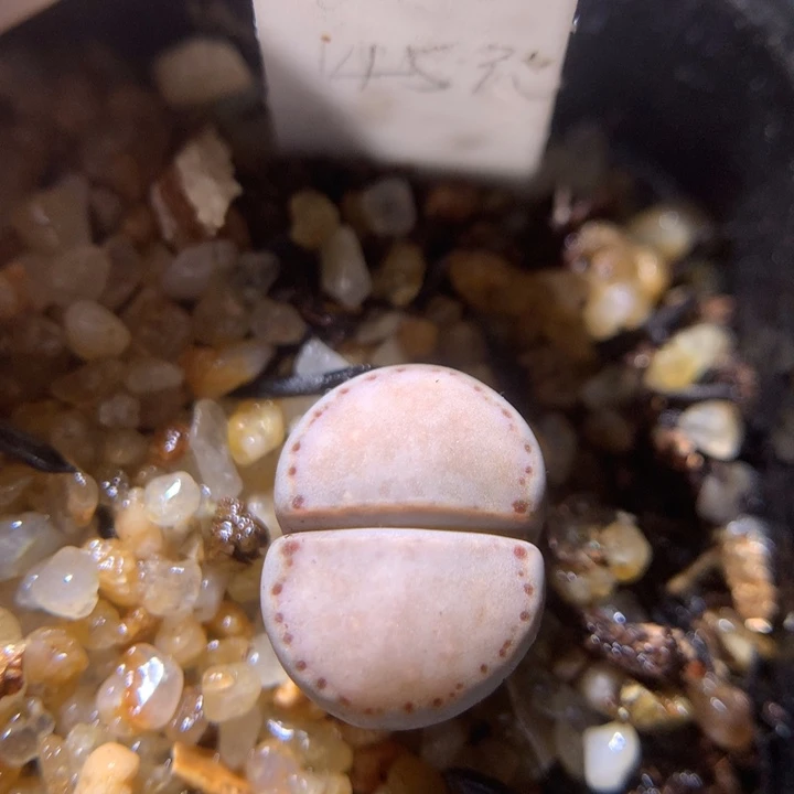 精品生石花1113.229