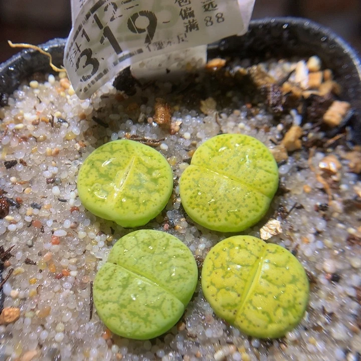 b****m精品生石花112.319