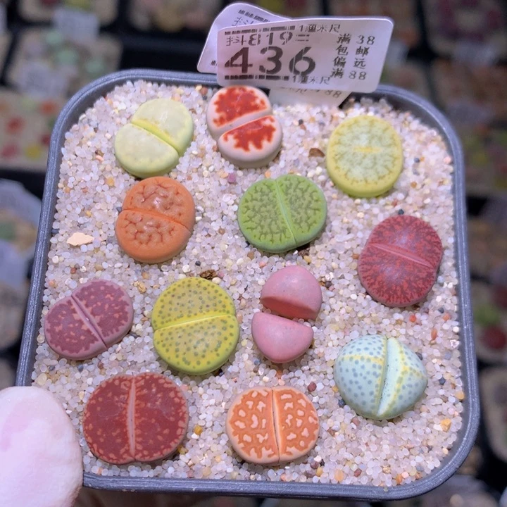 精品生石819.436