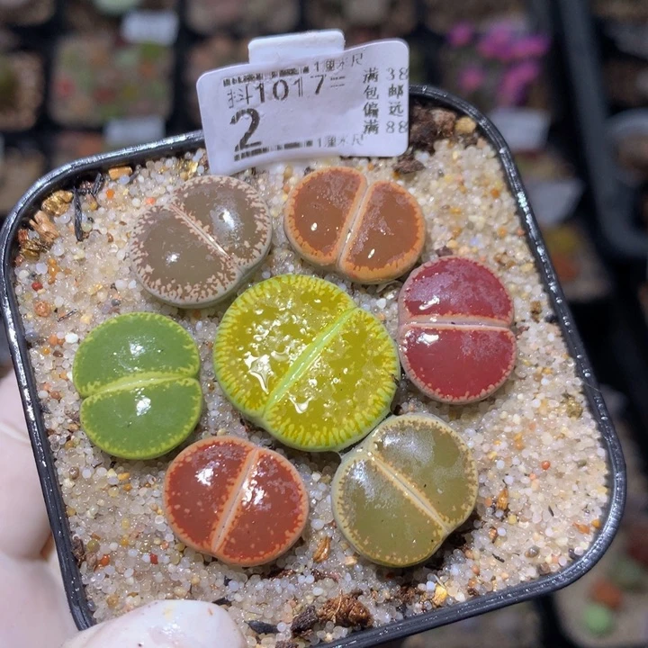 夜*珠精品生石花1017.2