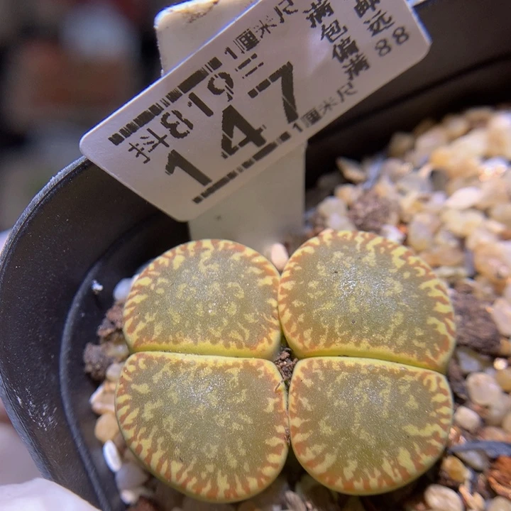 精品生石花819.147
