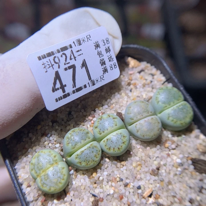 精品生石花924.471