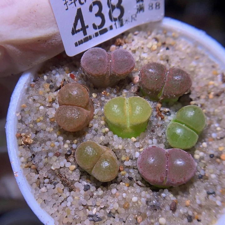 精品生石花816.438