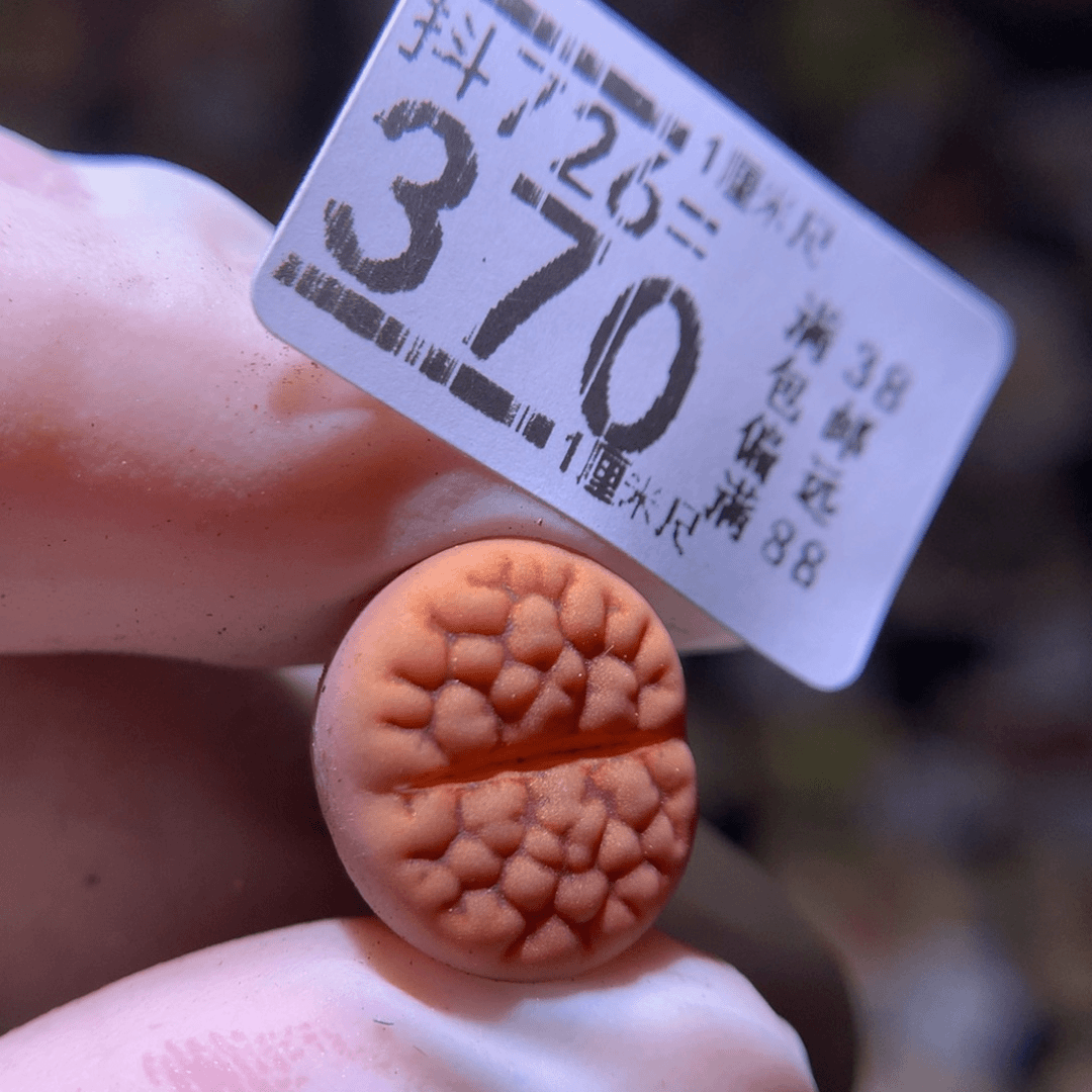 精品生石花726.370