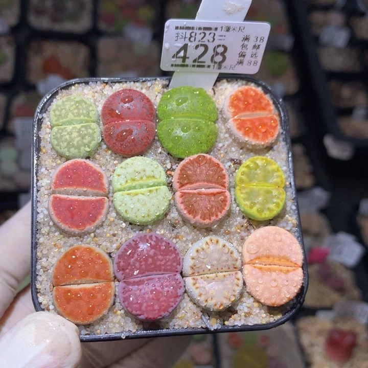 精品后生生花823.428