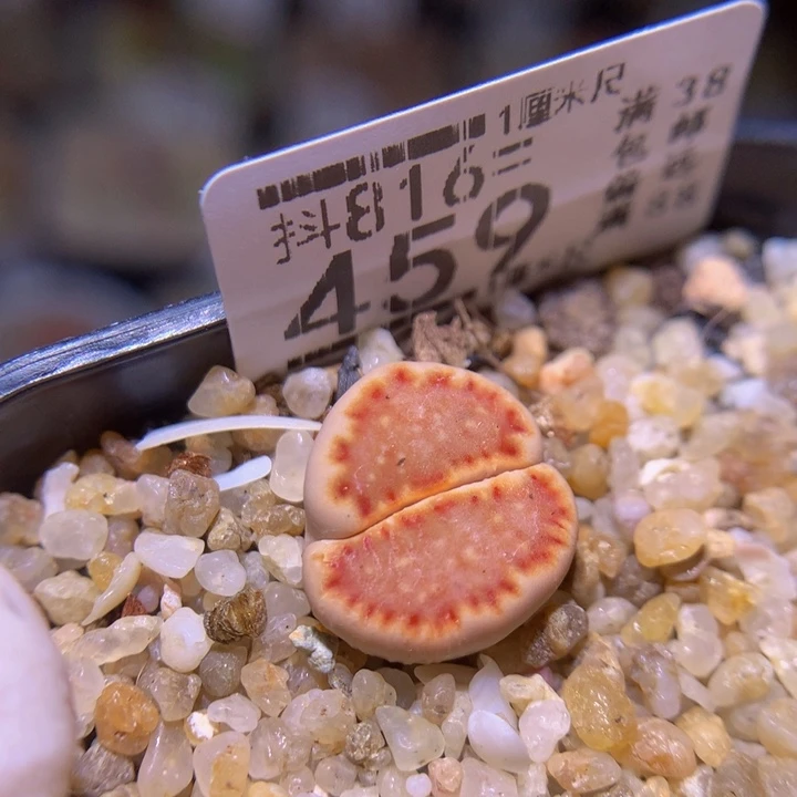 精品生石花816.459