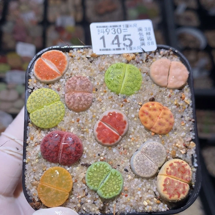 精品生石花930.145