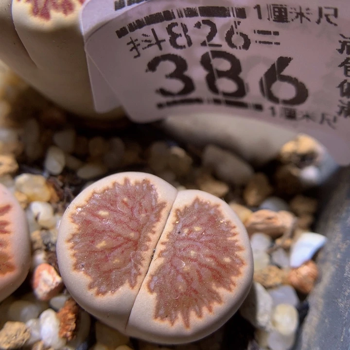 精品生石花826.386