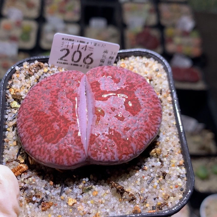 精品生石花114.206