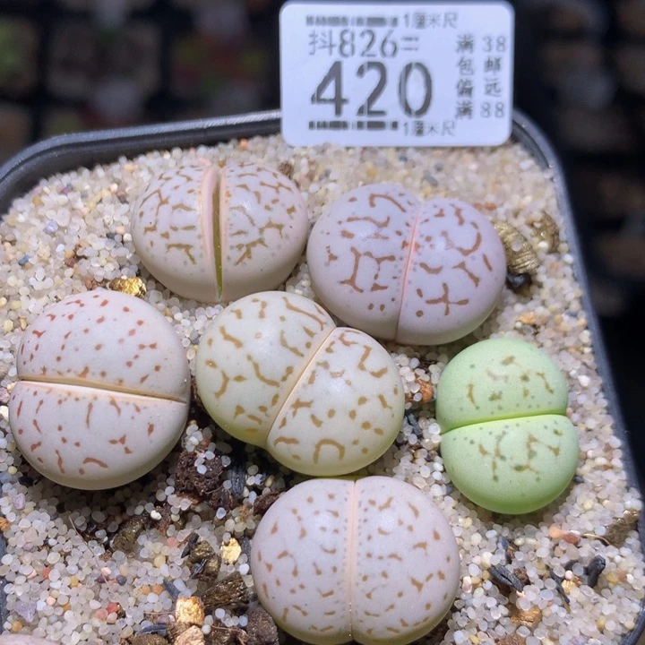 精品生石花826.420