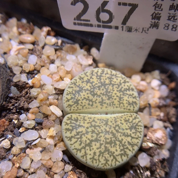 精品生石花816.267