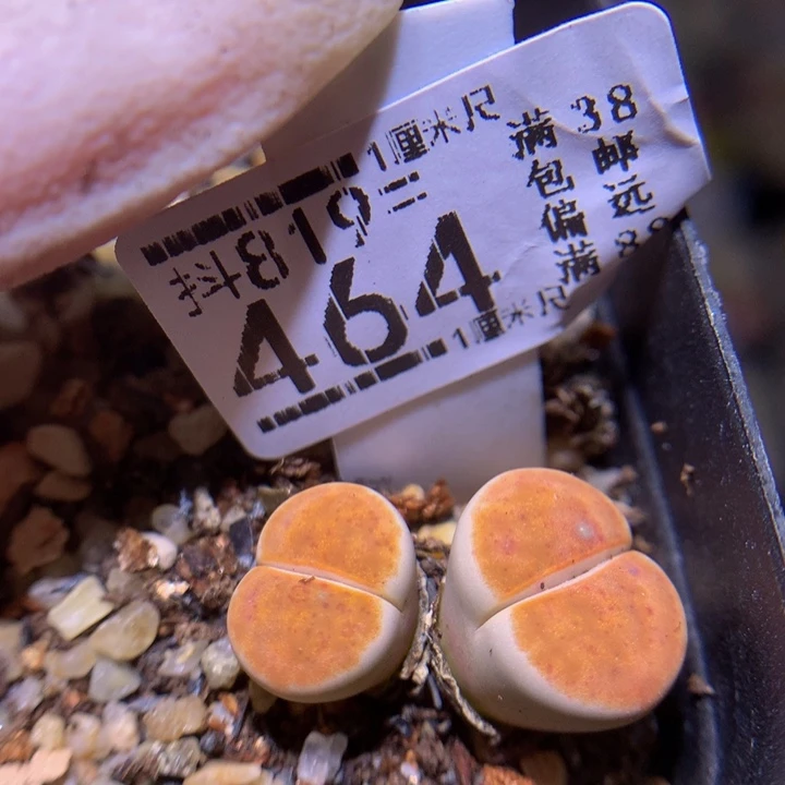 精品生石819.464朱唇