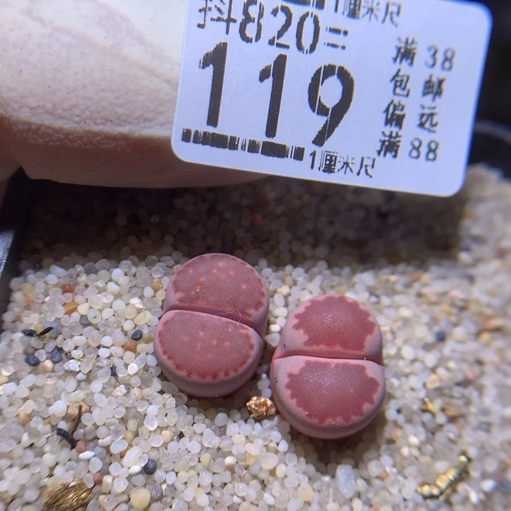 精品生石花820.119