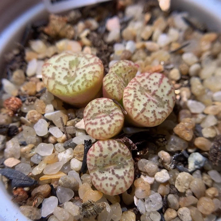 绝绝子生石花819.694