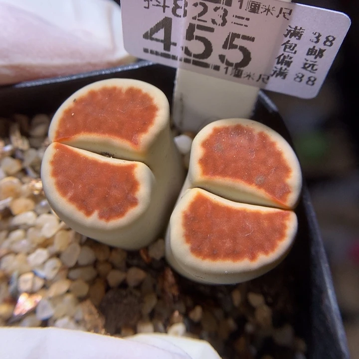 美美哒石石花823.455腿长特