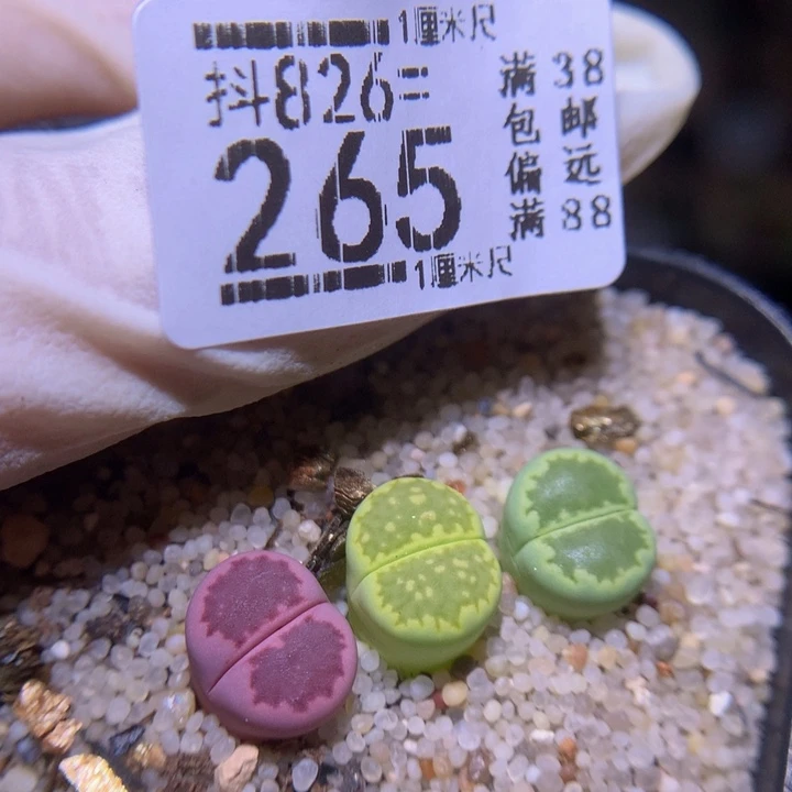 精品生石花826.265