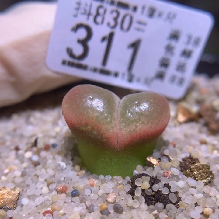 精品生石花830.311