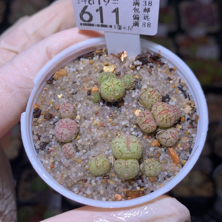 绝绝子生石花819.611