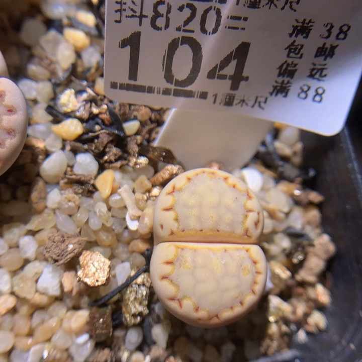 精品生石花820.104