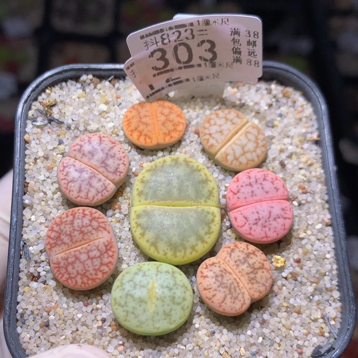 精品后生生花823.303
