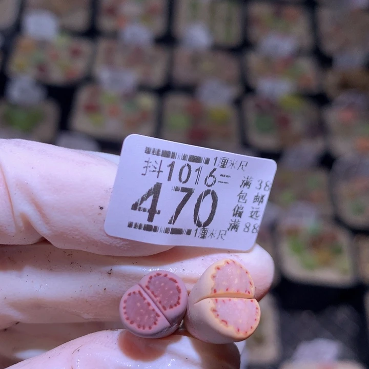 小*莓精品生石花1016.精品470