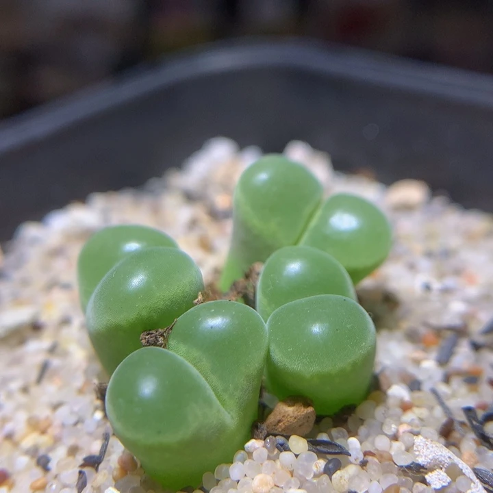 精品生石花1021.352