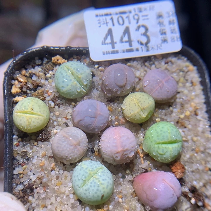 精品生石花1019.443