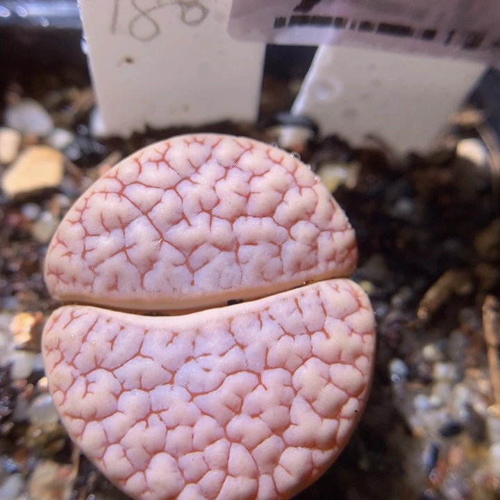 精品生石石824.9