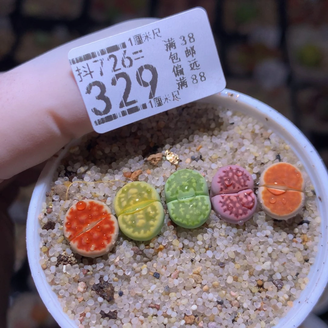 精品生石花726.329