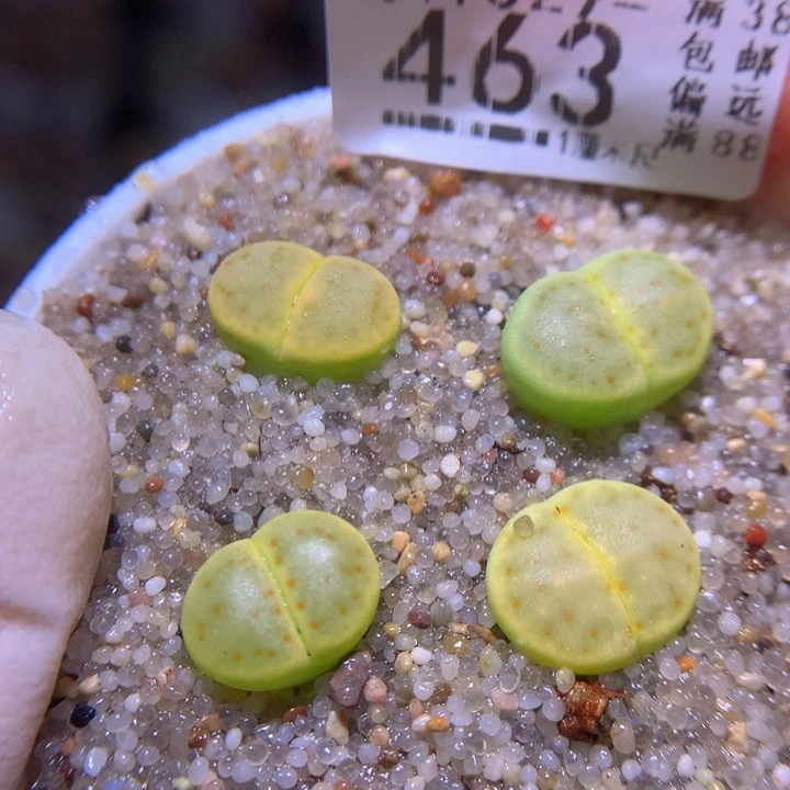 精品生石花1029.463