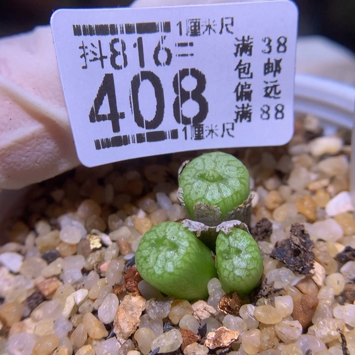 精品生石花816.408